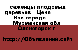 саженцы плодовых деревьев › Цена ­ 6 080 - Все города  »    . Мурманская обл.,Оленегорск г.